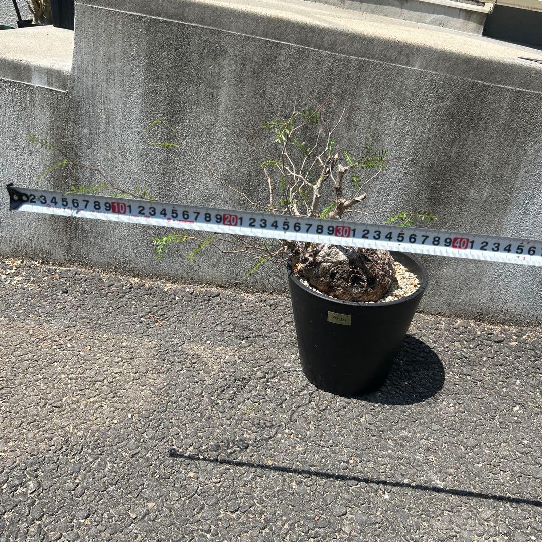 塊根植物 パキプス