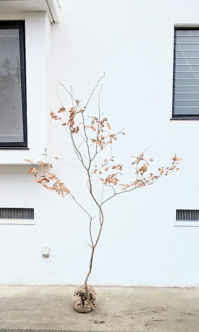 山採りヤマコウバシ。