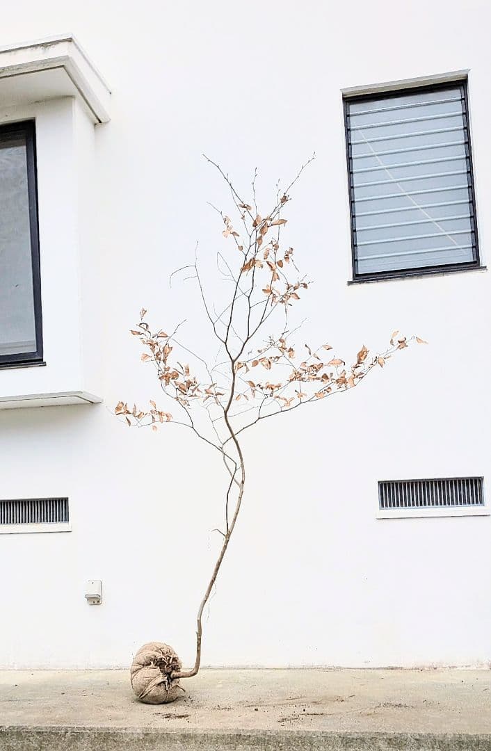 山採りヤマコウバシ。