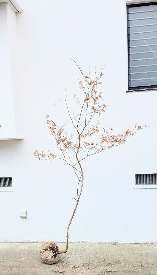 山採りヤマコウバシ。