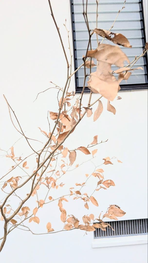 山採りヤマコウバシ。