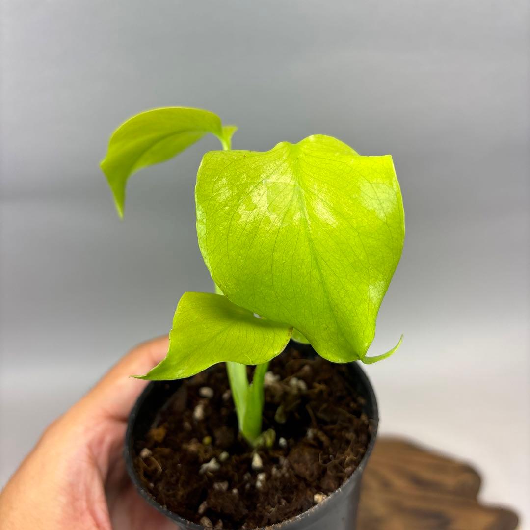 T*h様 モンステラ レモンライム Full Variegation lsw00