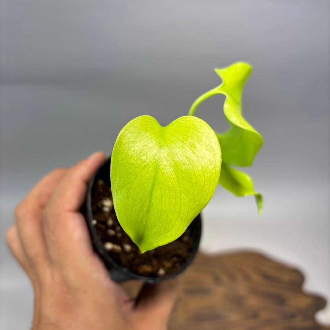 T*h様 モンステラ レモンライム Full Variegation lsw00