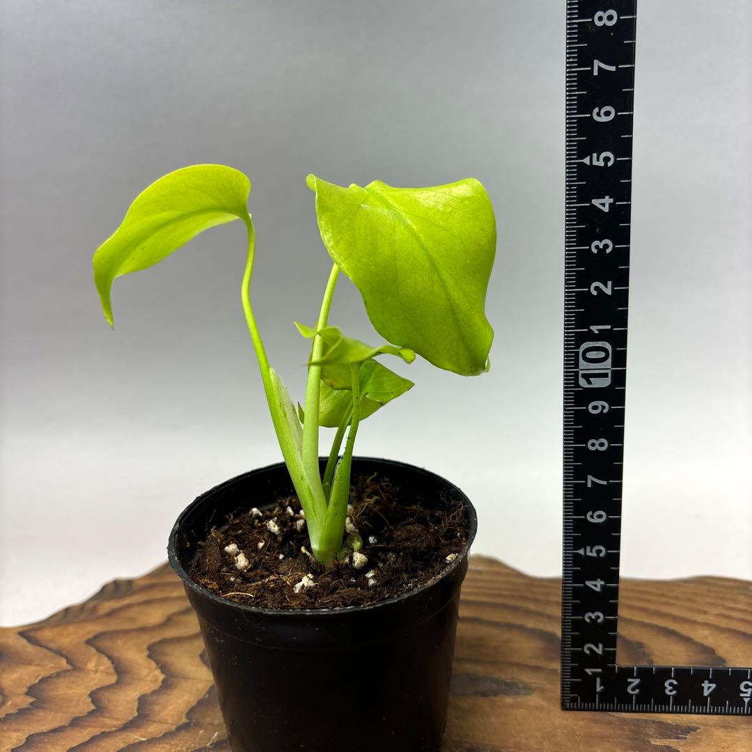 T*h様 モンステラ レモンライム Full Variegation lsw00