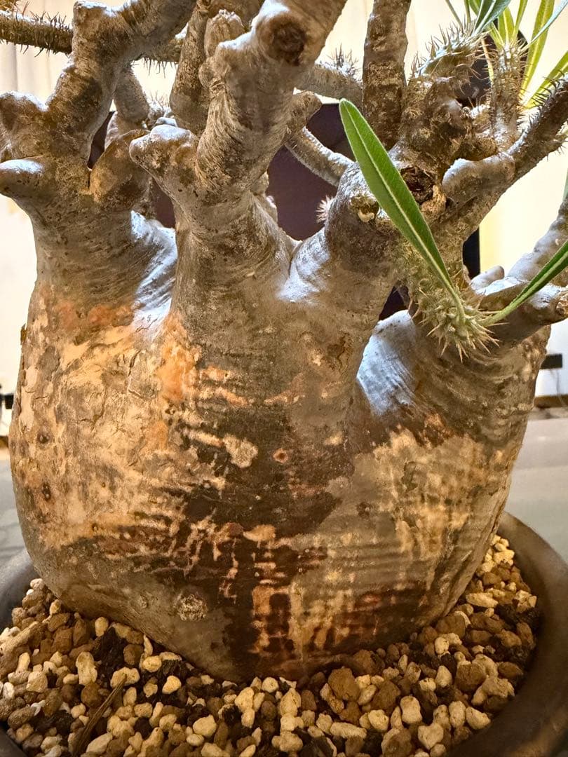 パキポディウムグラキリス　現地球　塊根植物 陶器鉢付き