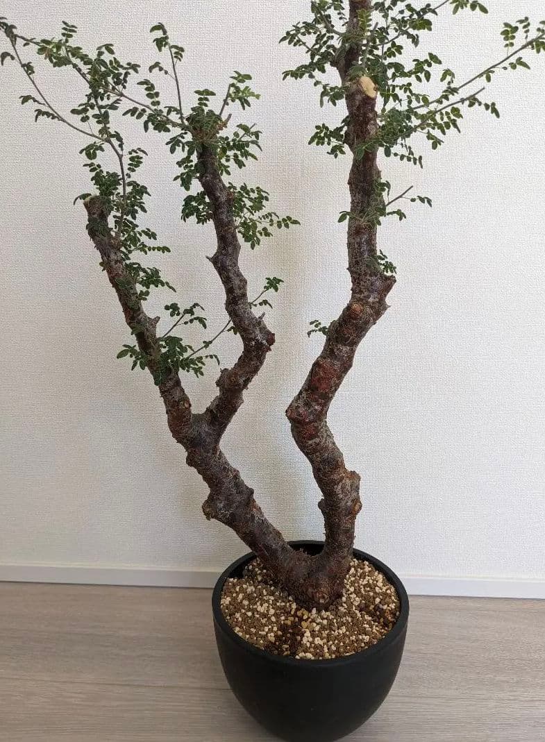 モンストローサ　　発根済