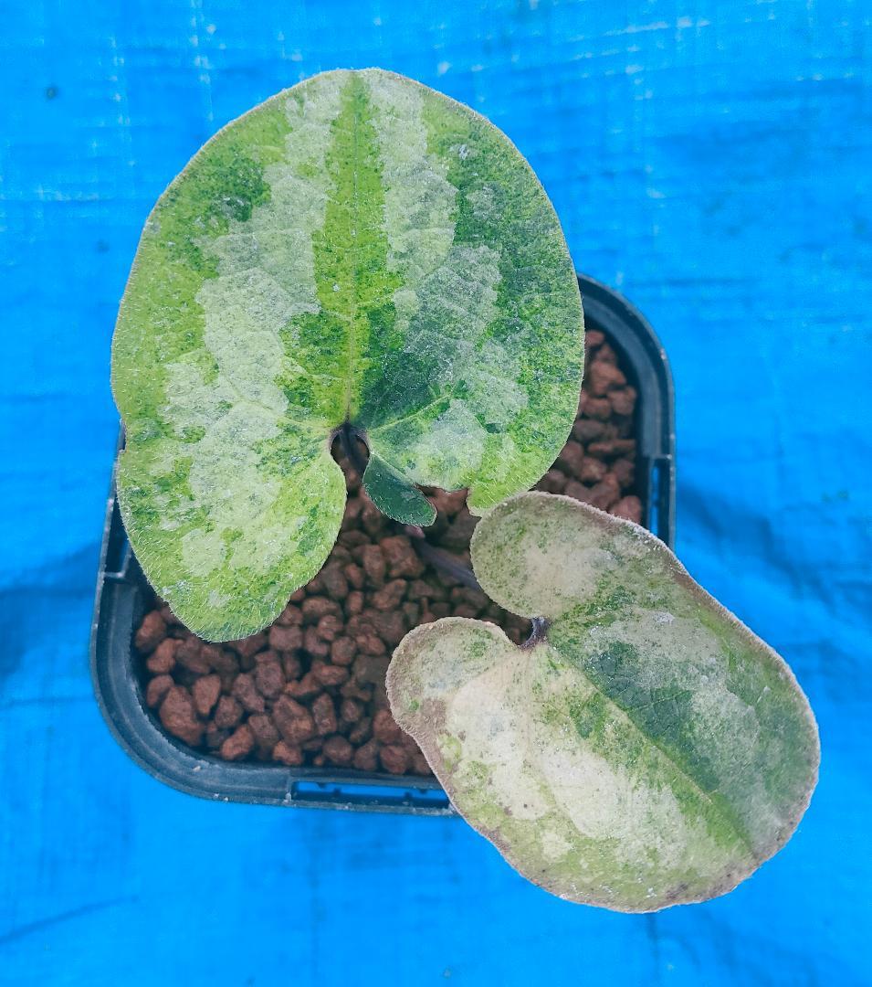 タマノカンアオイ　『玉五色』　カンアオイ　多摩寒葵　山野草　斑入り