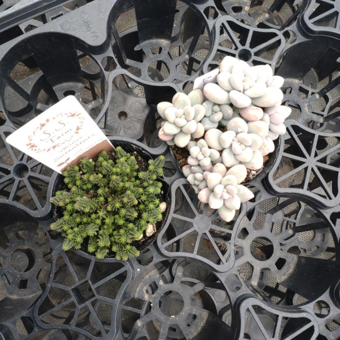 つみれさん専用