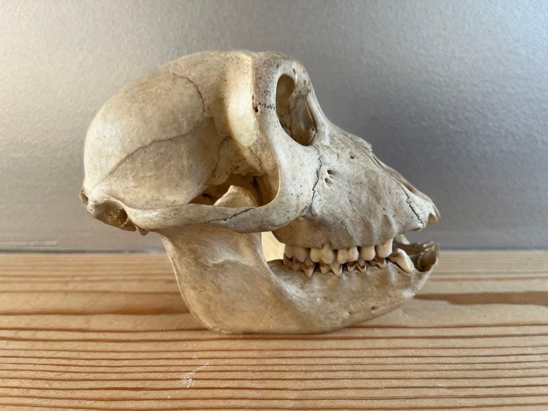 猿の頭骨 スカル
