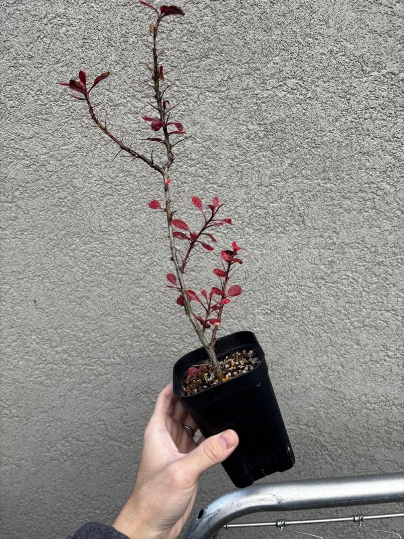 フォークイエリアファシクラータ 挿し木 発根済