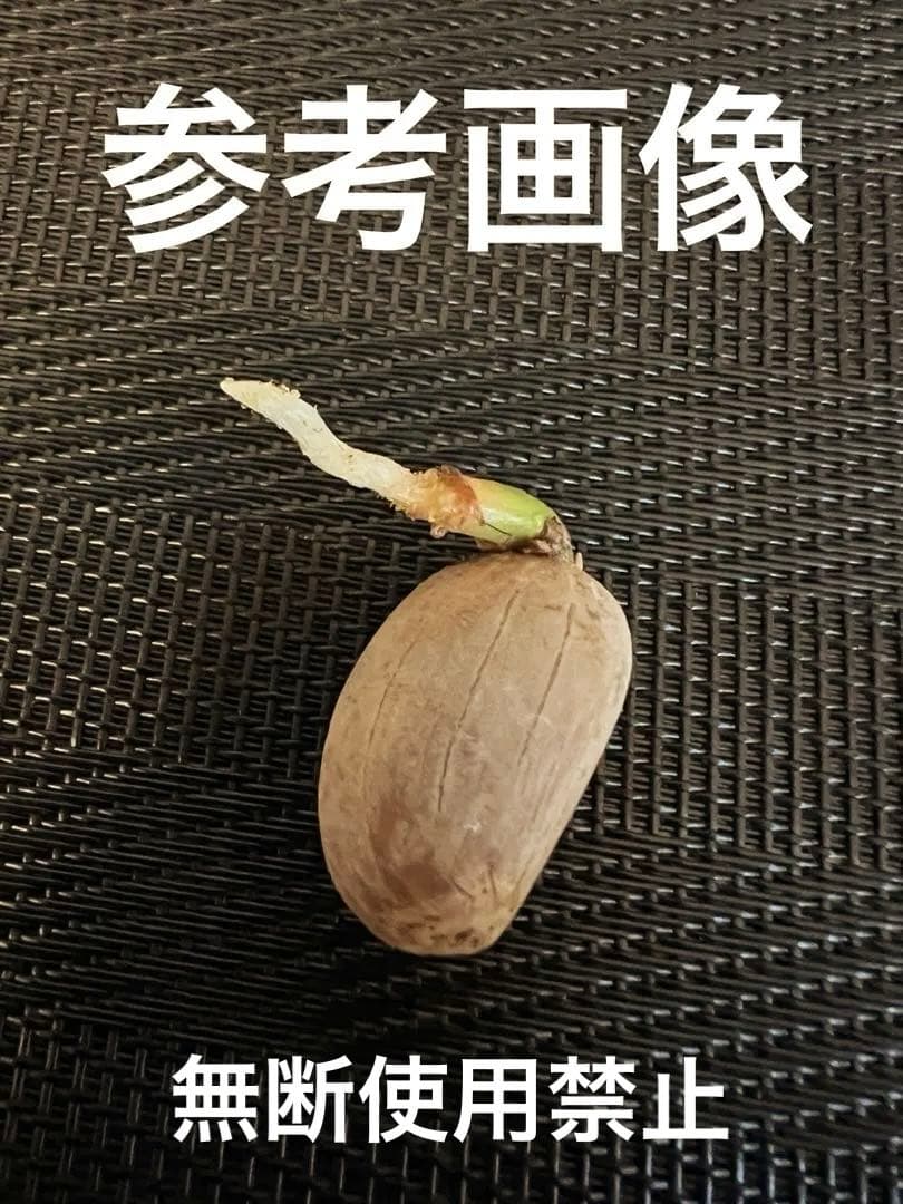 エンセファラルトス ホリダス 種子1粒 #GS2 ソテツ