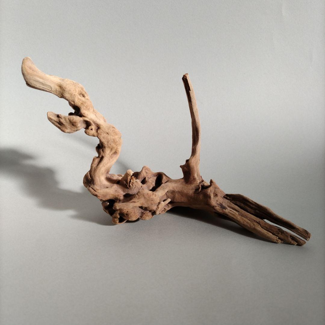 【匿名配送】マングローブ系流木 龍形