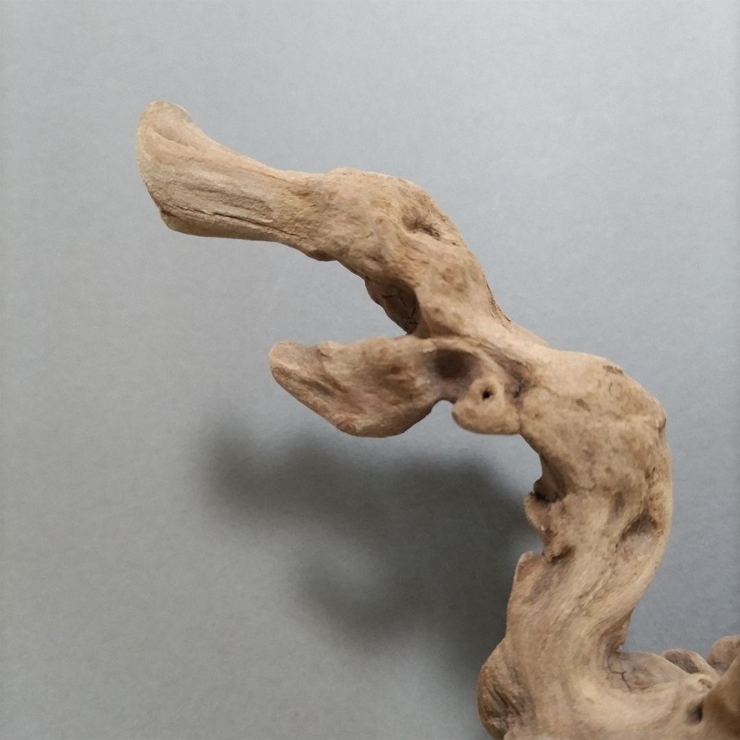 【匿名配送】マングローブ系流木 龍形