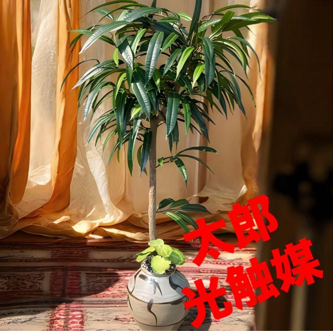 光触媒　人工観葉植物　ウォールグリーン　フェイクグリーン　アジアンショウナンゴム