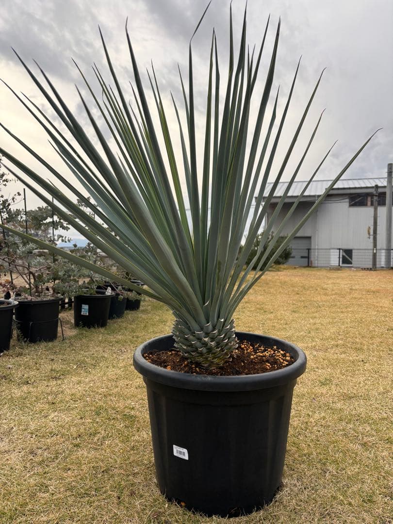 ユッカ リギダ15号黒鉢