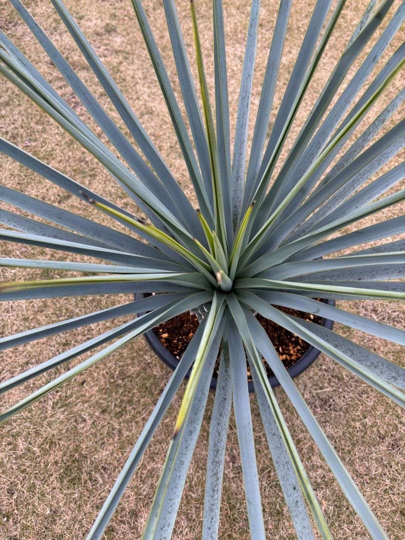 ユッカ リギダ15号黒鉢