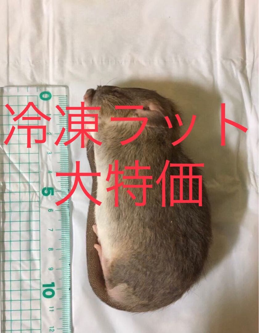 冷凍ラットM100匹