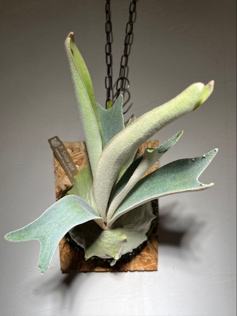 P.  Ape スノウエイプ　雪猿 子株