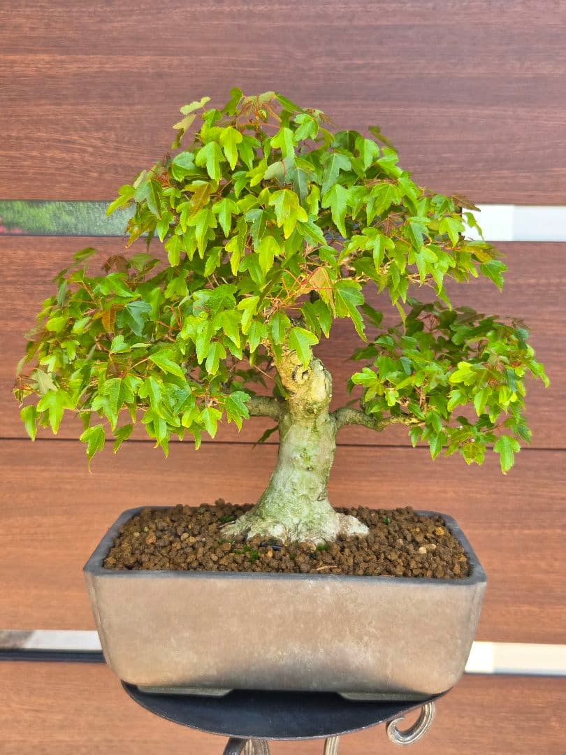 盆栽　楓　盆栽鉢