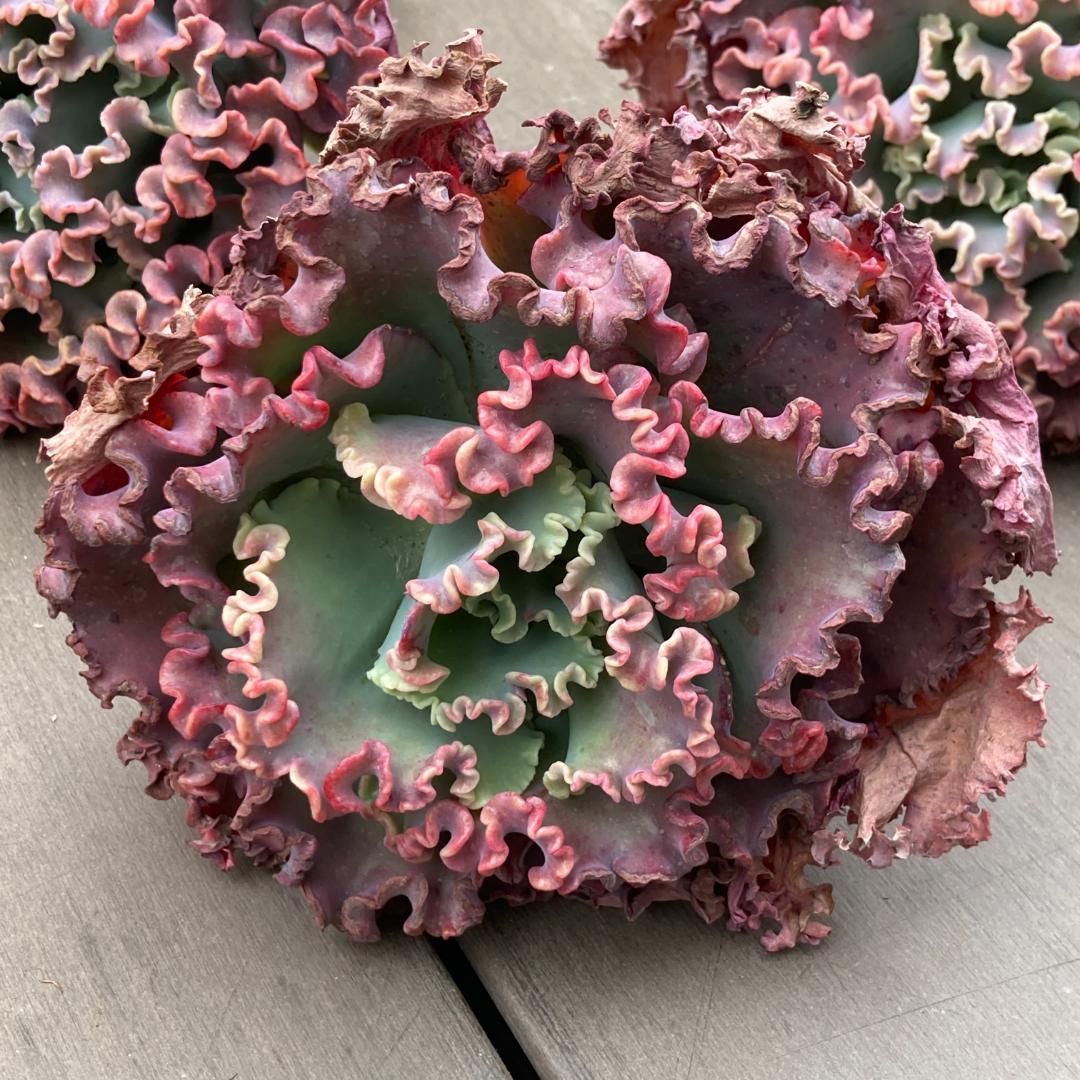 エケベリア　韓国苗　超特大　メリディアン　多肉植物　ポコ多肉