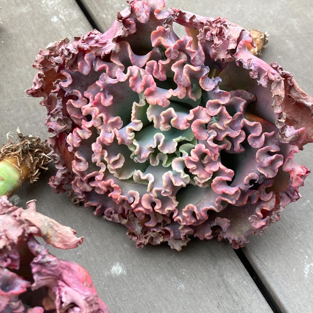 エケベリア　韓国苗　超特大　メリディアン　多肉植物　ポコ多肉