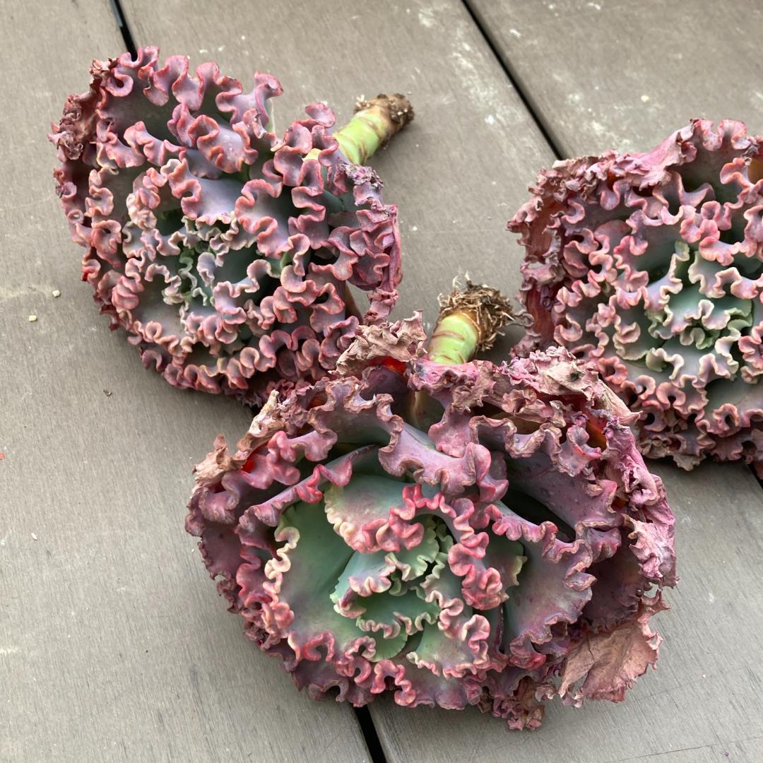 エケベリア　韓国苗　超特大　メリディアン　多肉植物　ポコ多肉