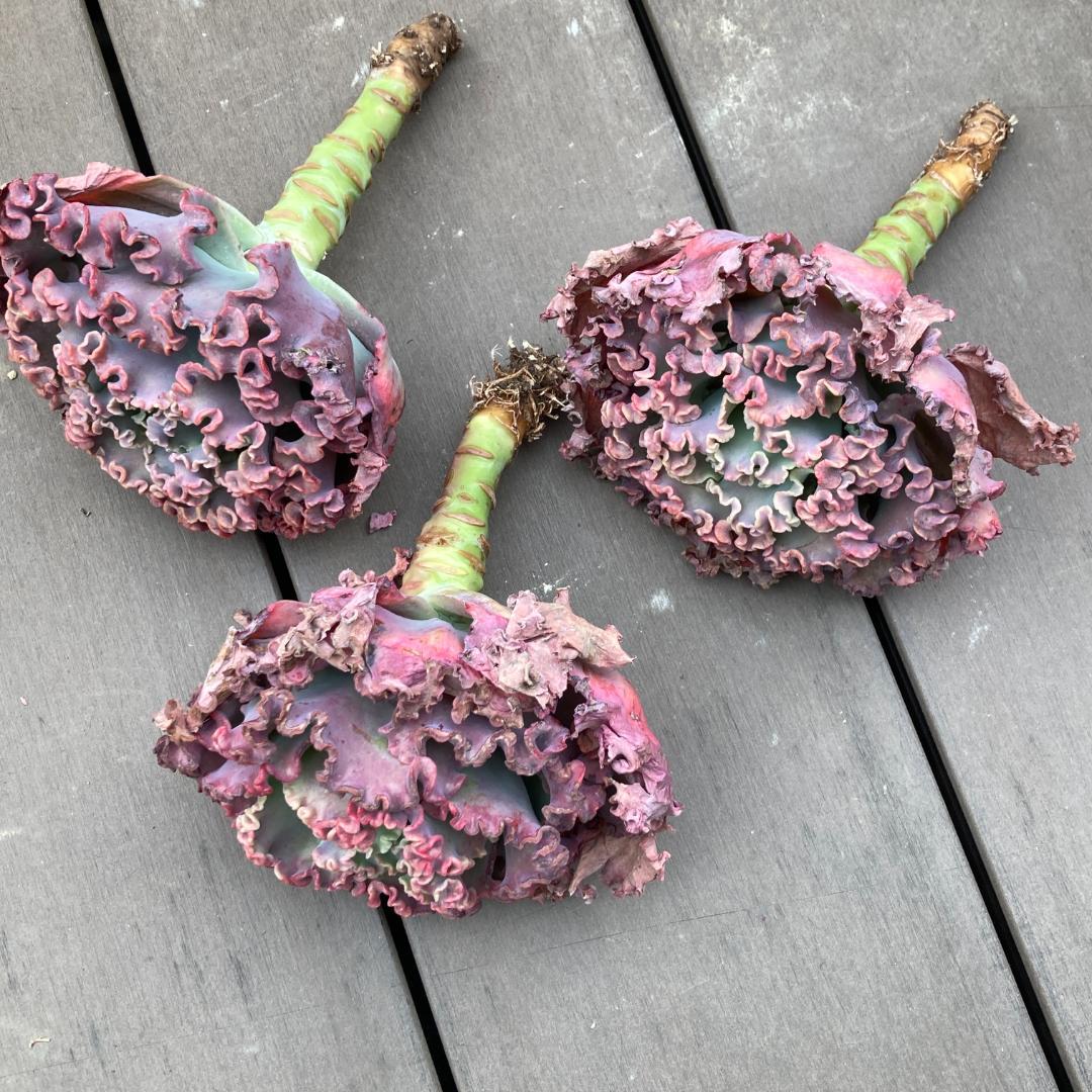 エケベリア　韓国苗　超特大　メリディアン　多肉植物　ポコ多肉