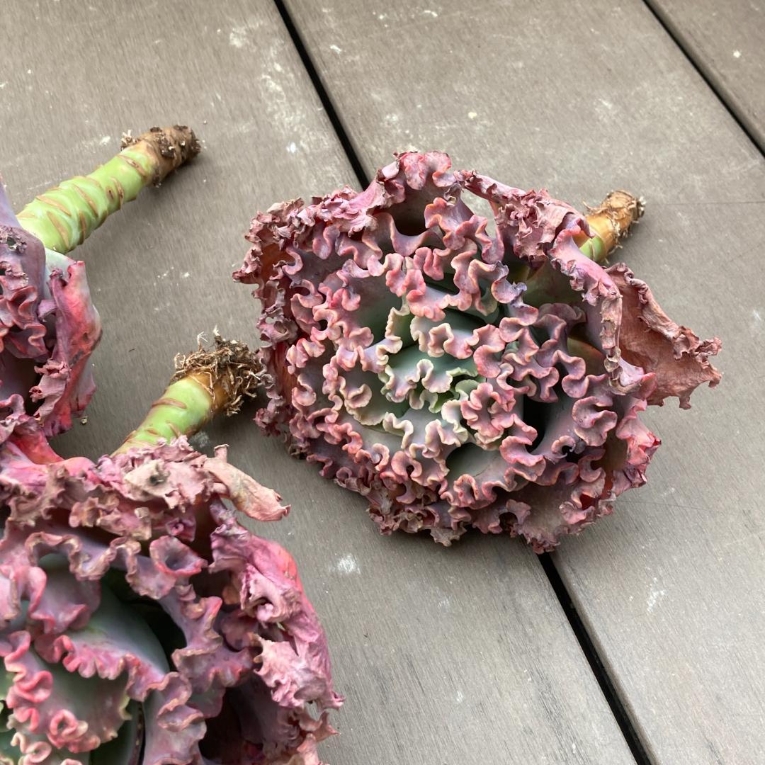 エケベリア　韓国苗　超特大　メリディアン　多肉植物　ポコ多肉