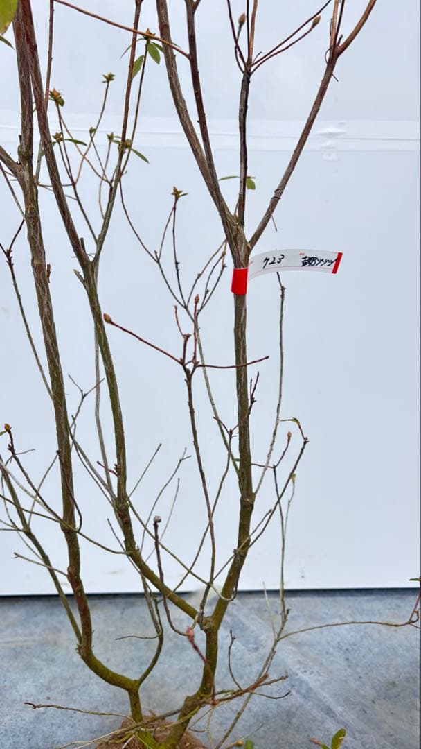吉野ツツジ ヨシノツツジ 723 樹高1.3m位 吉野躑躅 ツツジ 半常緑低木