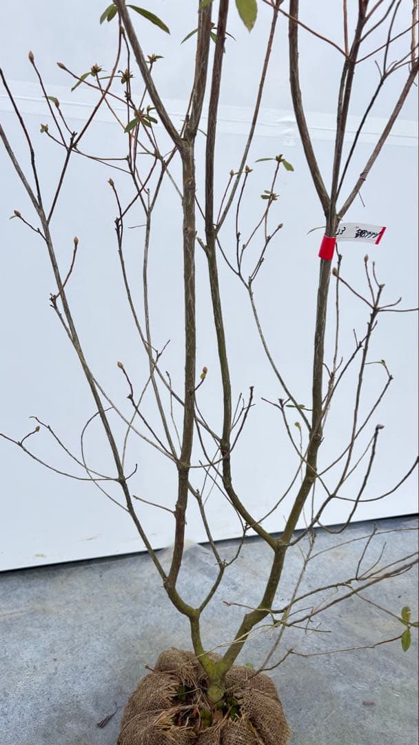 吉野ツツジ ヨシノツツジ 723 樹高1.3m位 吉野躑躅 ツツジ 半常緑低木