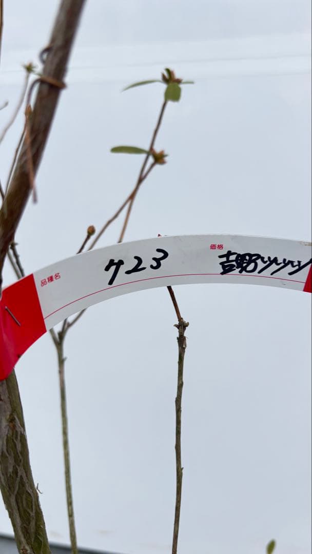 吉野ツツジ ヨシノツツジ 723 樹高1.3m位 吉野躑躅 ツツジ 半常緑低木