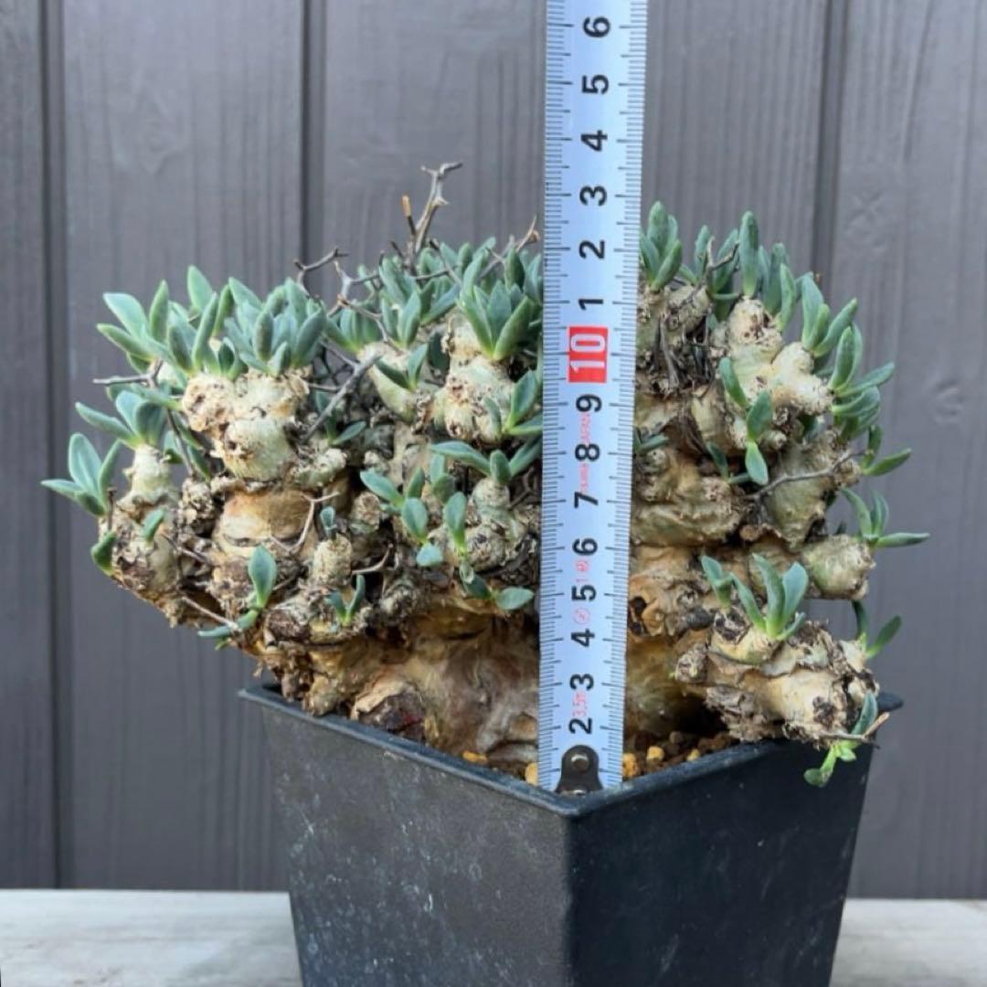 《期間限定販売❗️》『チレコドン　レティキュラータス　万物想』極美大株　現地株