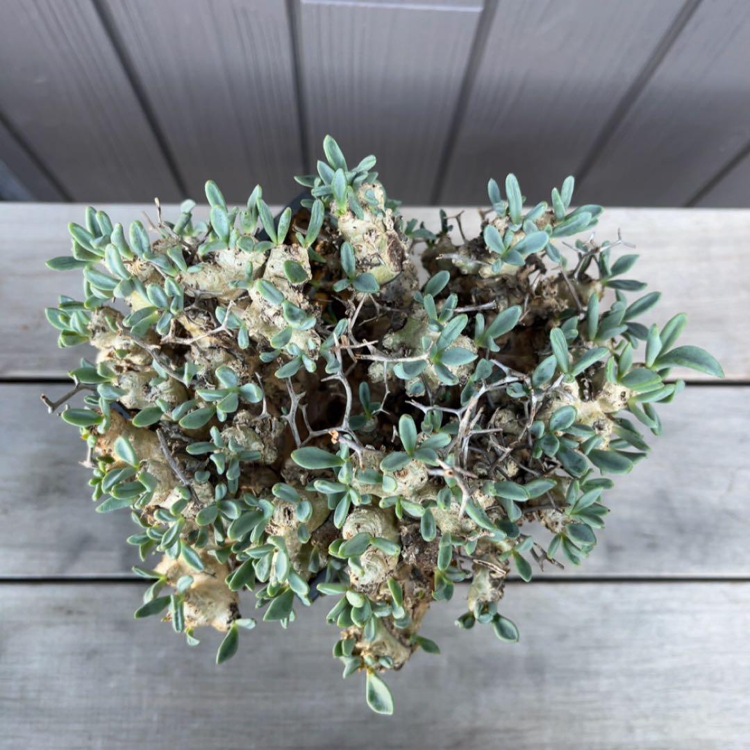 《期間限定販売❗️》『チレコドン　レティキュラータス　万物想』極美大株　現地株