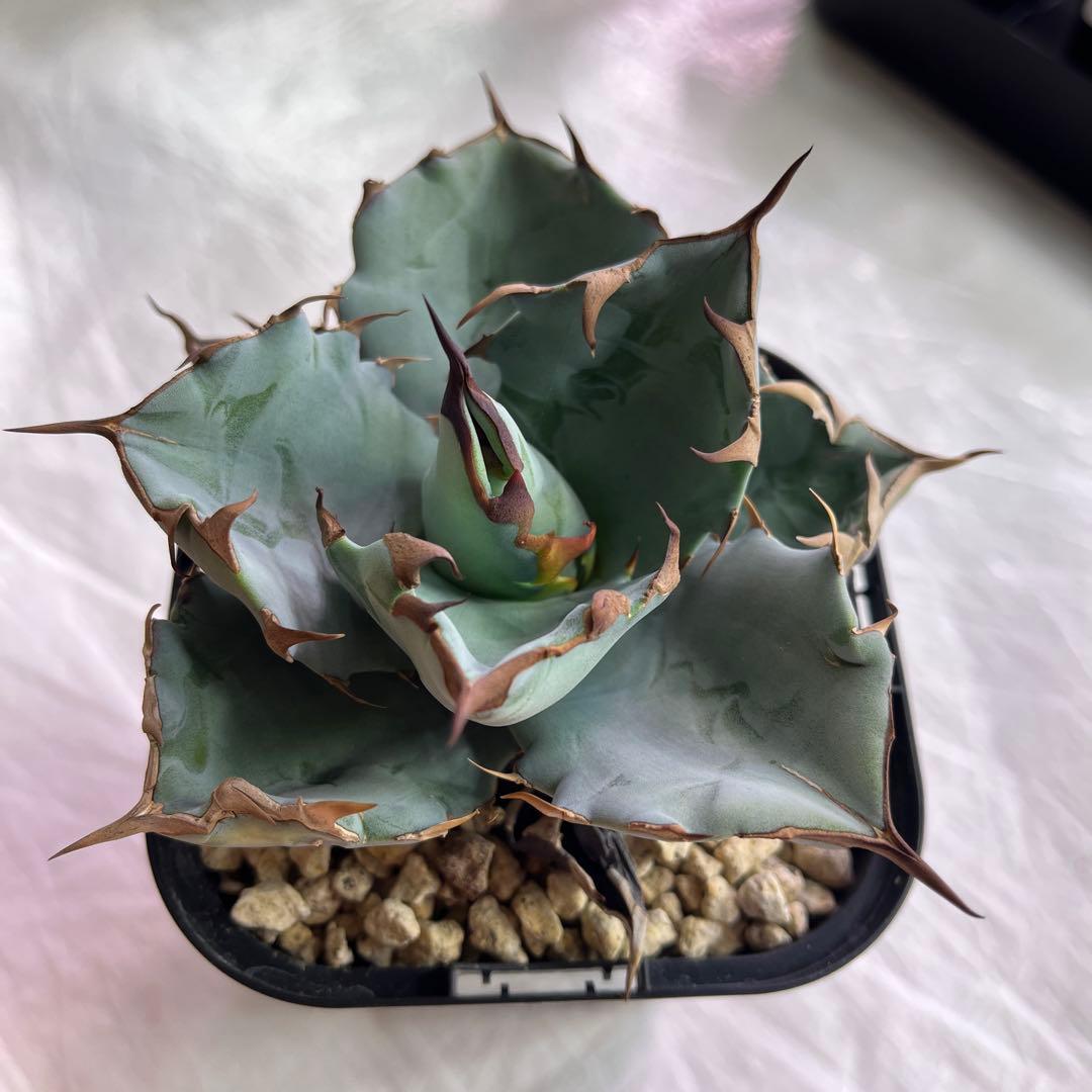 アガベ　チタノタブルー　実生