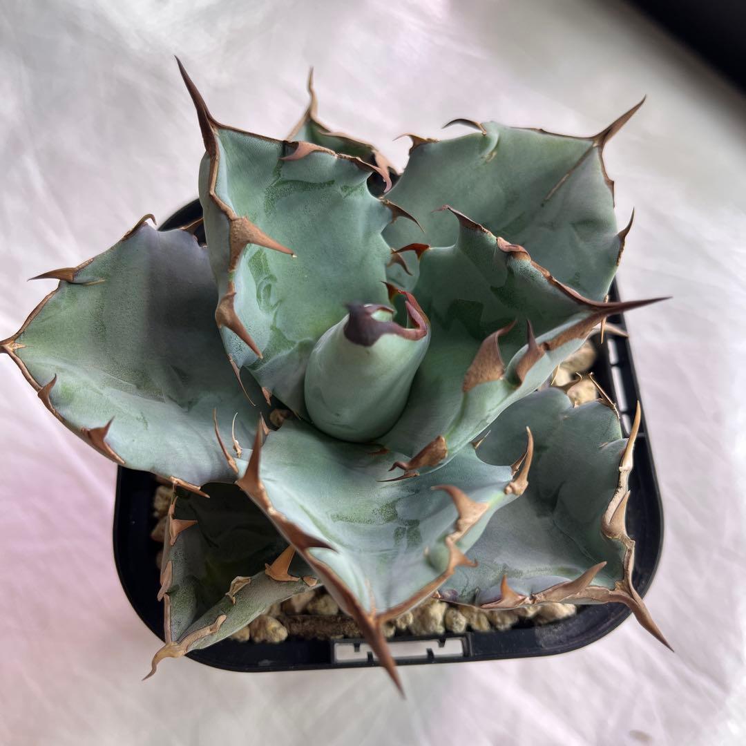 アガベ　チタノタブルー　実生