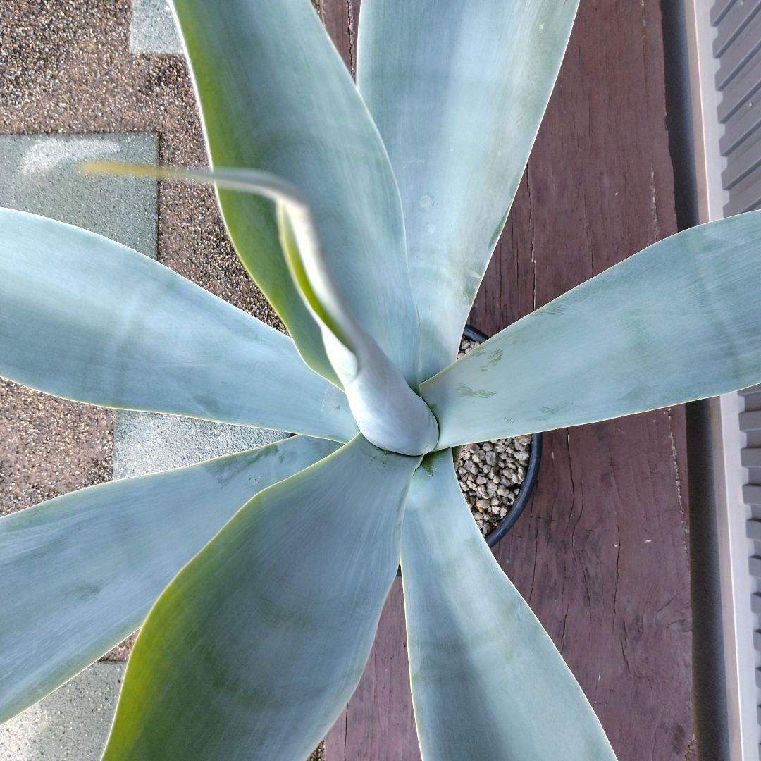 ナツオニイ#27アガベ アテナータ ハンチントンブルー スーパーノヴァ