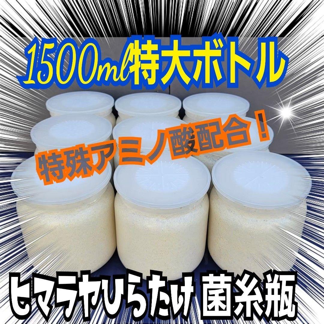 極上！ヒマラヤひらたけ菌糸瓶1500ml【7本】トレハロース、キトサン強化配合！
