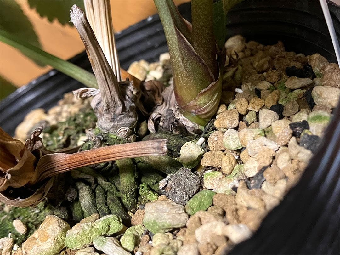 さつき クリスマスローズ dd キラメキ☆ 来季用