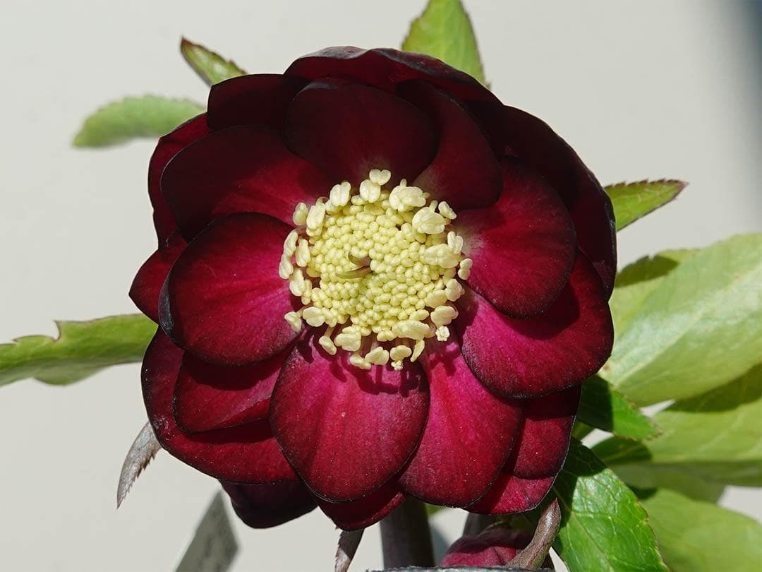 さつき クリスマスローズ dd キラメキ☆ 来季用