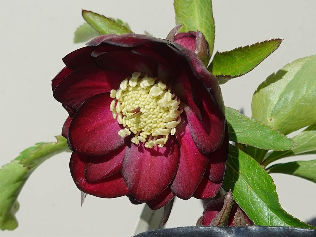 さつき クリスマスローズ dd キラメキ☆ 来季用