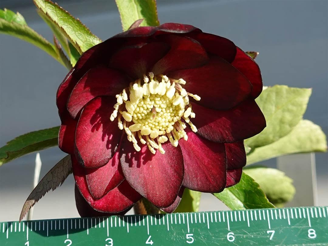 さつき クリスマスローズ dd キラメキ☆ 来季用