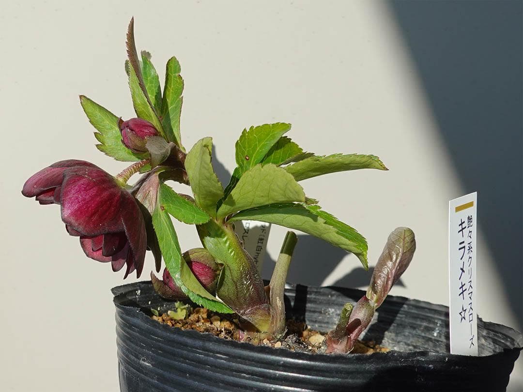 さつき クリスマスローズ dd キラメキ☆ 来季用