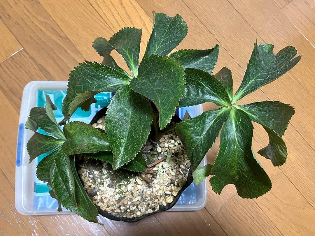 さつき クリスマスローズ dd キラメキ☆ 来季用