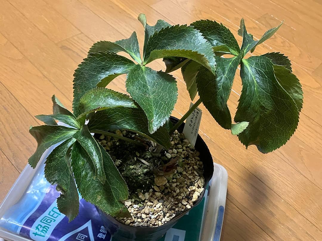 さつき クリスマスローズ dd キラメキ☆ 来季用