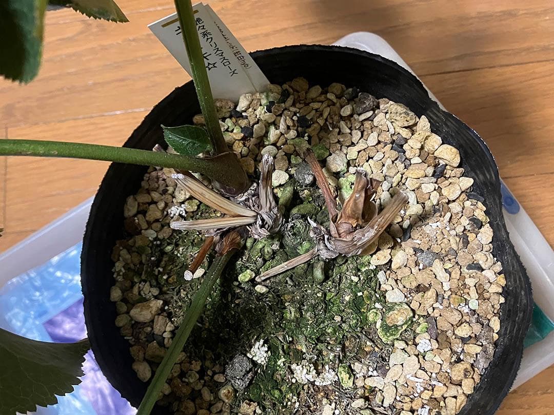 さつき クリスマスローズ dd キラメキ☆ 来季用