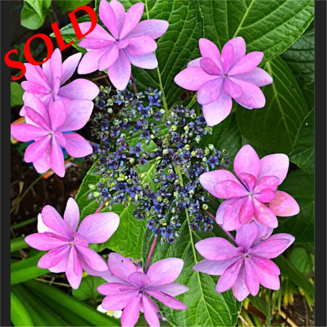 紫陽花  ダンスパーティー　②