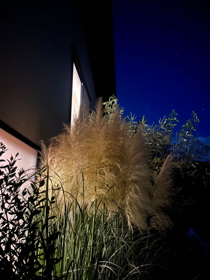 徳島　パンパスグラス　大株