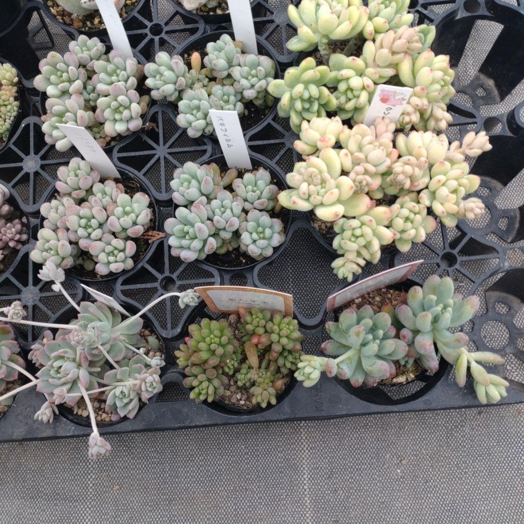 ちょらさん専用