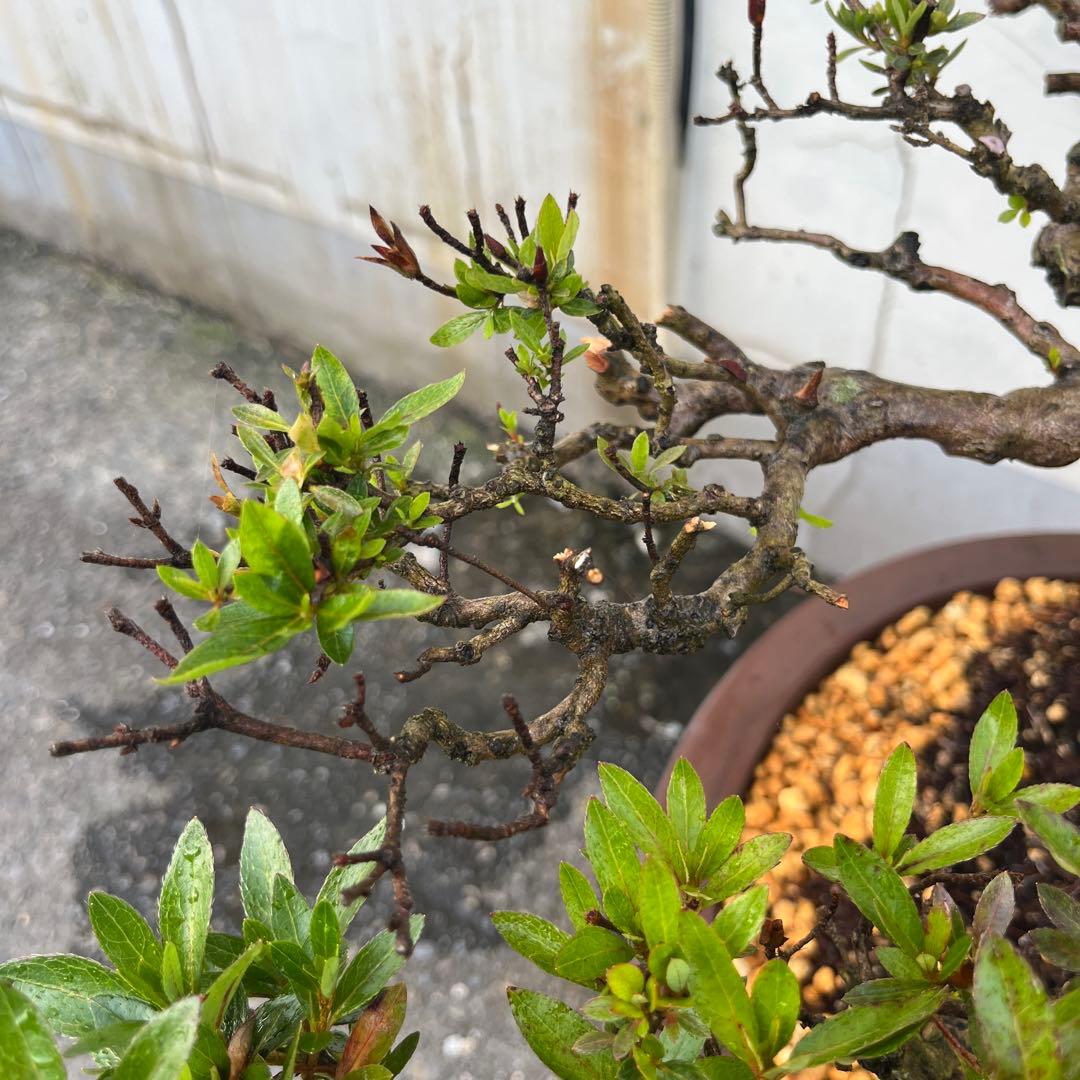 皐月 大盃(おおさかずき) 盆栽 素材 / 超極太幹