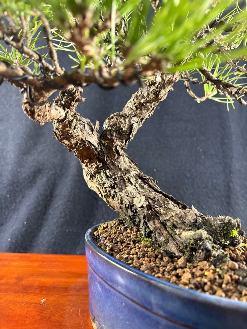 貴風盆栽、黒松、模様木(古木) やや傷や汚れあり